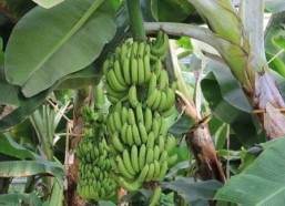 大香蕉之国产,大香蕉之国的繁荣与传奇